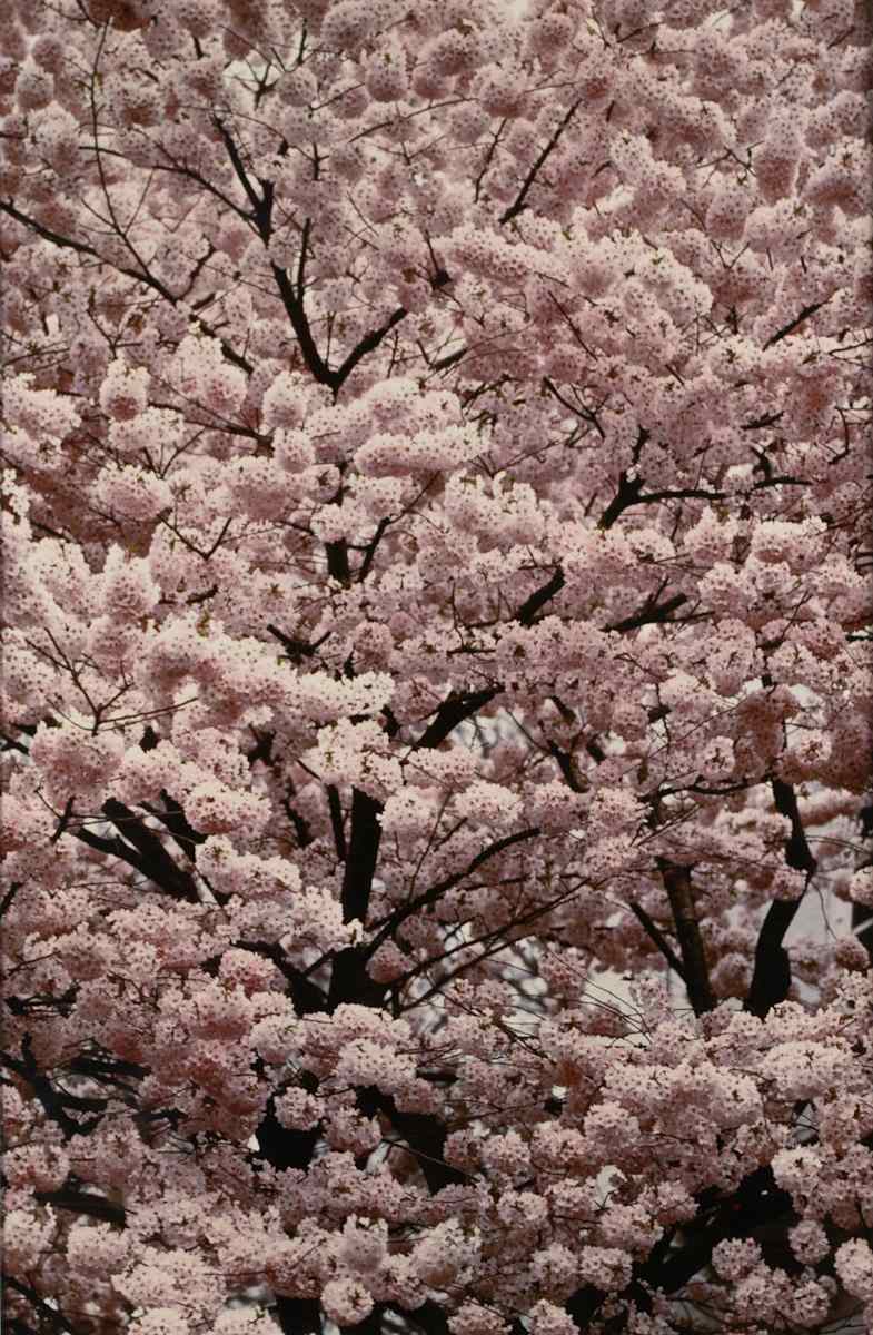 Cherry Blossom Tokyo, Japan by Ralph Gibson 