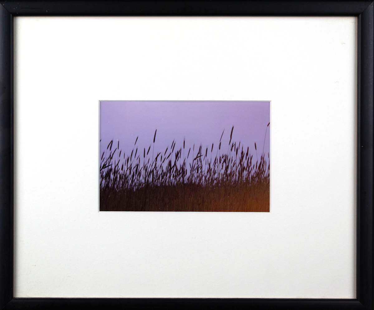 Grasses by John Castagno 