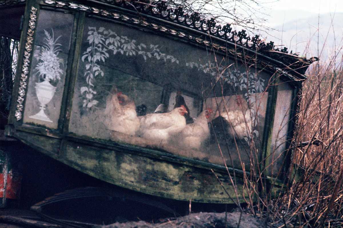 Hens In A Hearse, Mayo by Alen MacWeeney 