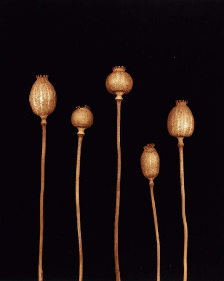 Poppy, 2002 by Joyce Tenneson, Image 2.