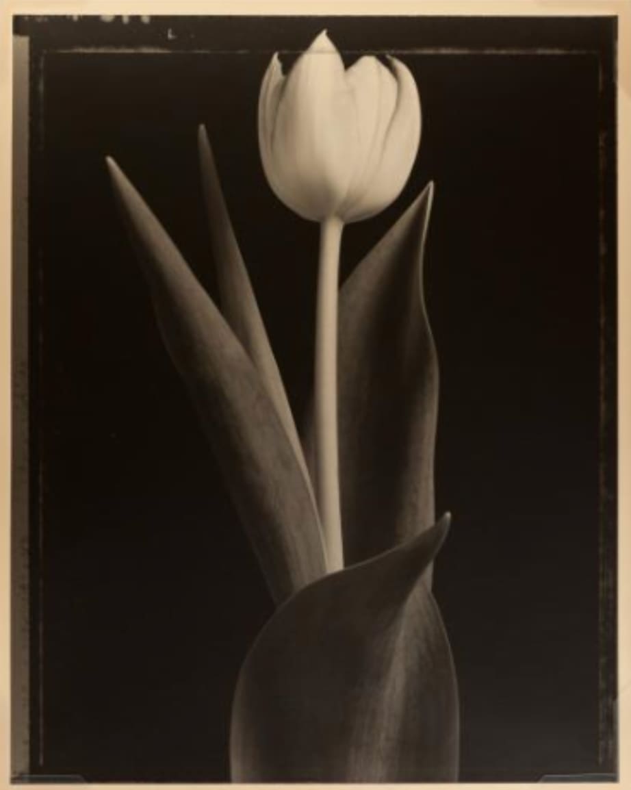 Tulip by Tom Baril  Image: © Tom Baril