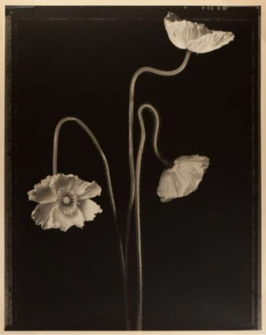 Three Poppies by Tom Baril  Image: © Tom Baril