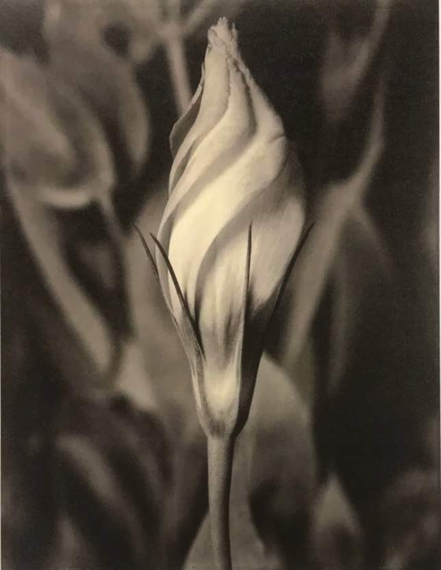 Eustoma by Tom Baril  Image: © Tom Baril