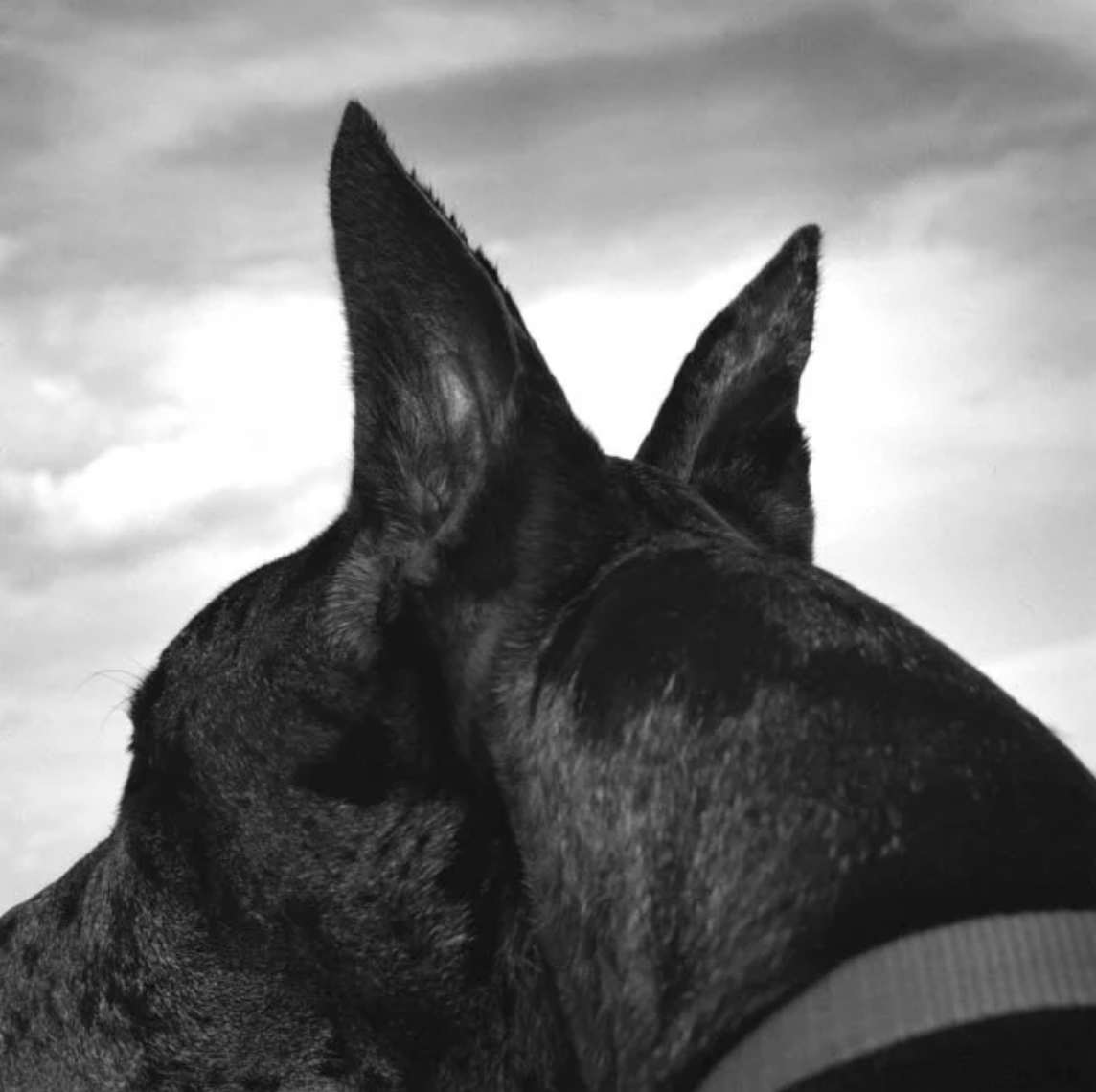 Dog Ears (Great Dane) by Jenny Lynn  Image: © Jenny Lynn