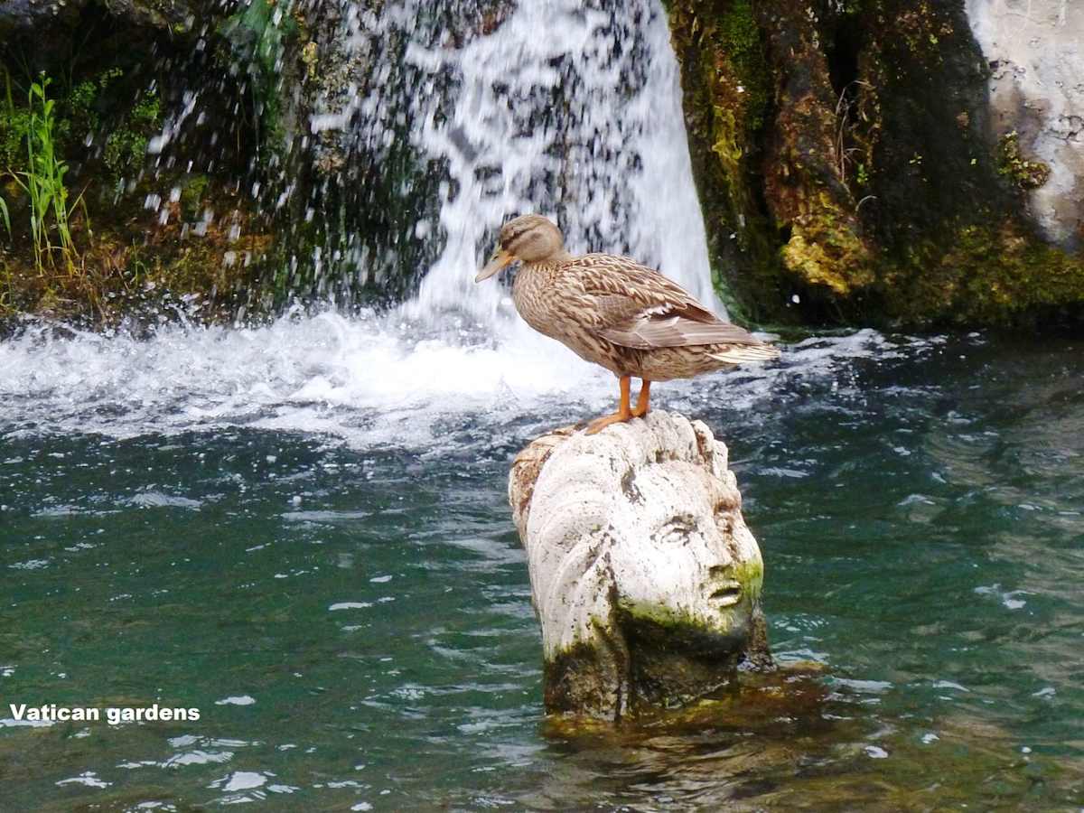Vatican Gardens 2 by Cardinal Prospero Grech 