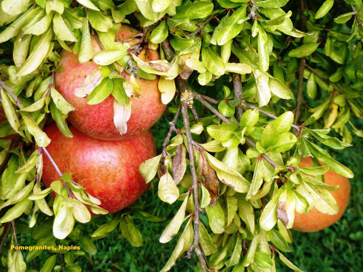 Pomegranates, Naples by Cardinal Prospero Grech 