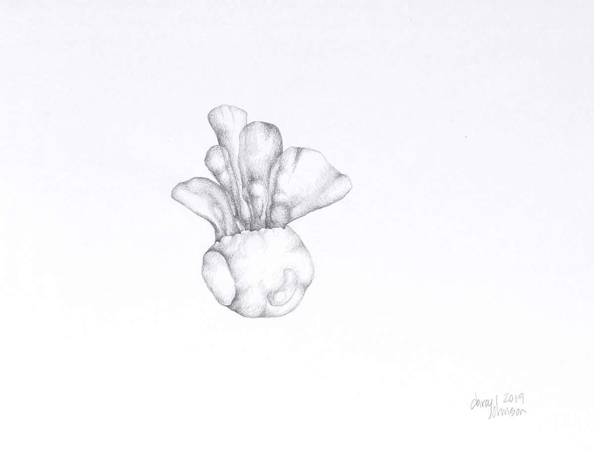 Algae by Darcy Johnson, Image 20.