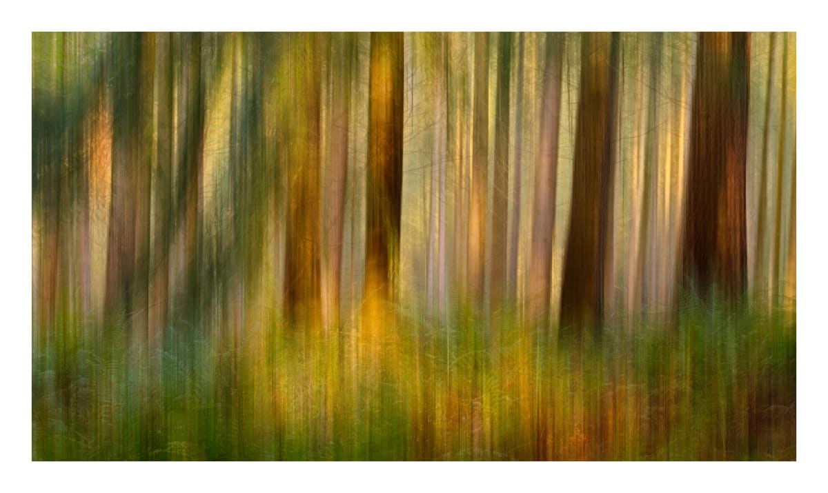 Ferns & Firs  Image: Evening light filtering through the woodland trees 