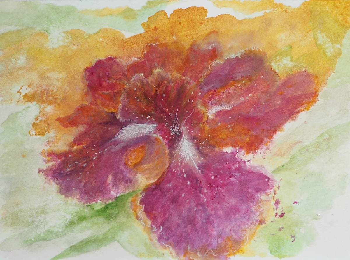 Bearded Iris by Rebecca Sobin 