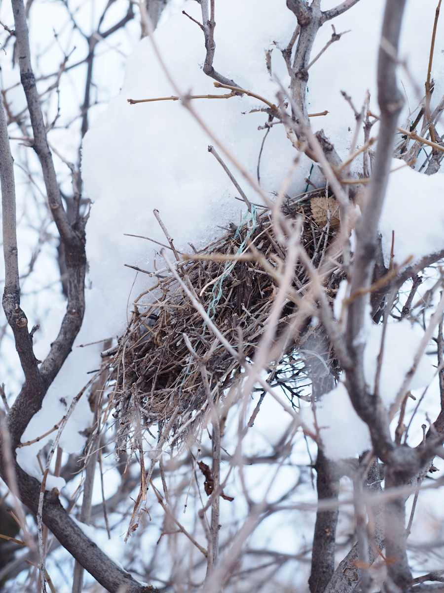 Empty Nest by Rebecca Sobin, Image 4.