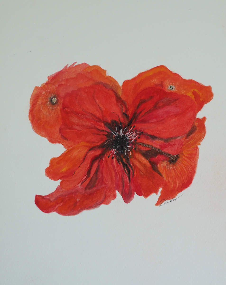 Poppies in Decline by Rebecca Sobin 