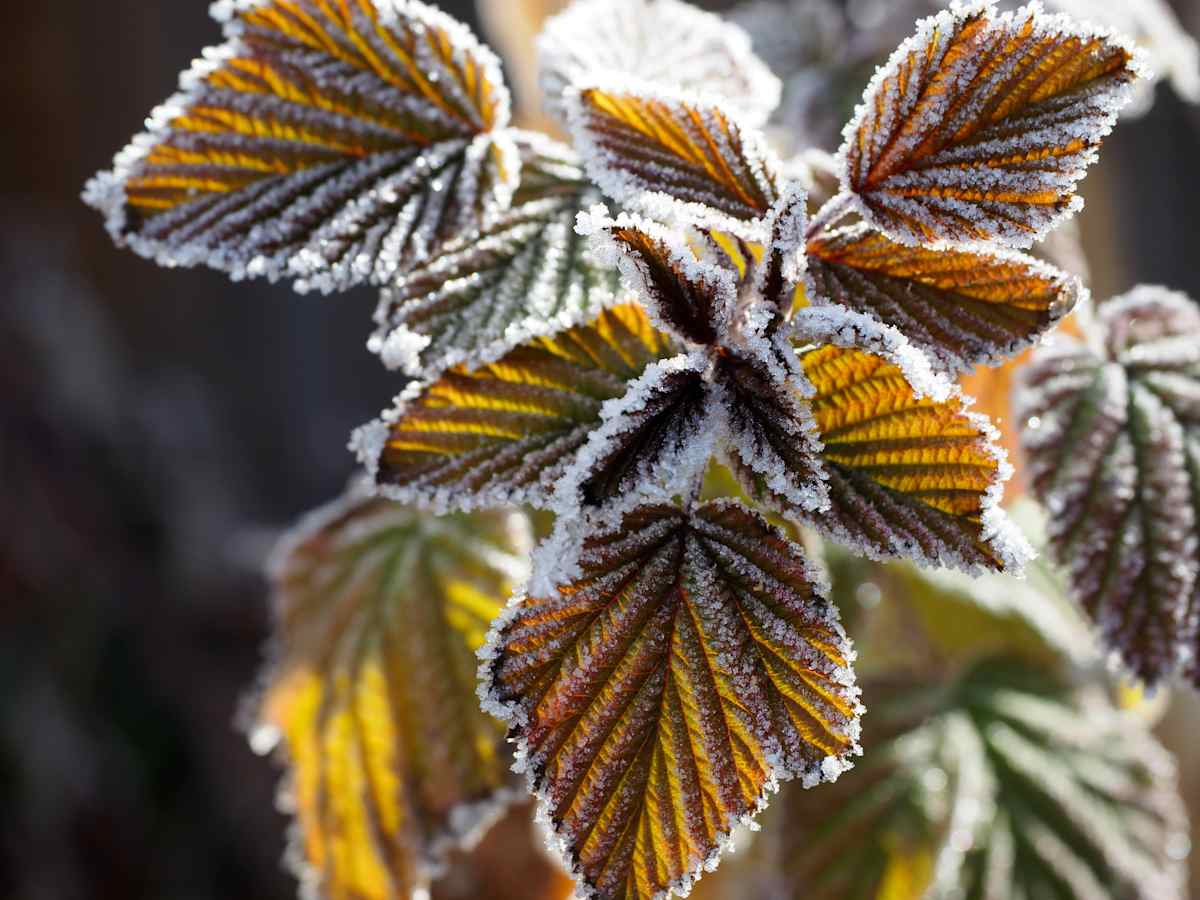 Raspberry Frost by Rebecca Sobin, Image 7.