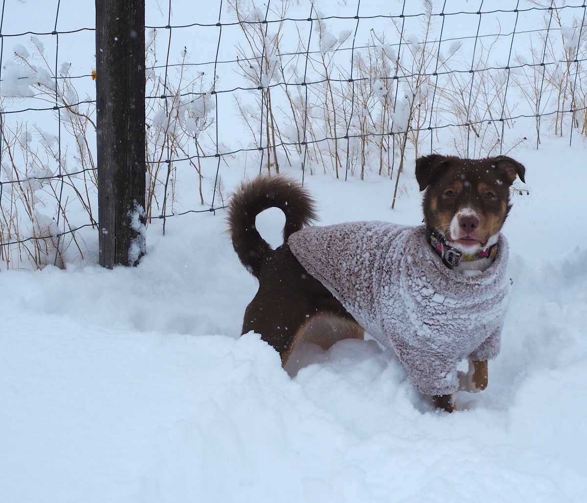 Snow Dog by Rebecca Sobin 
