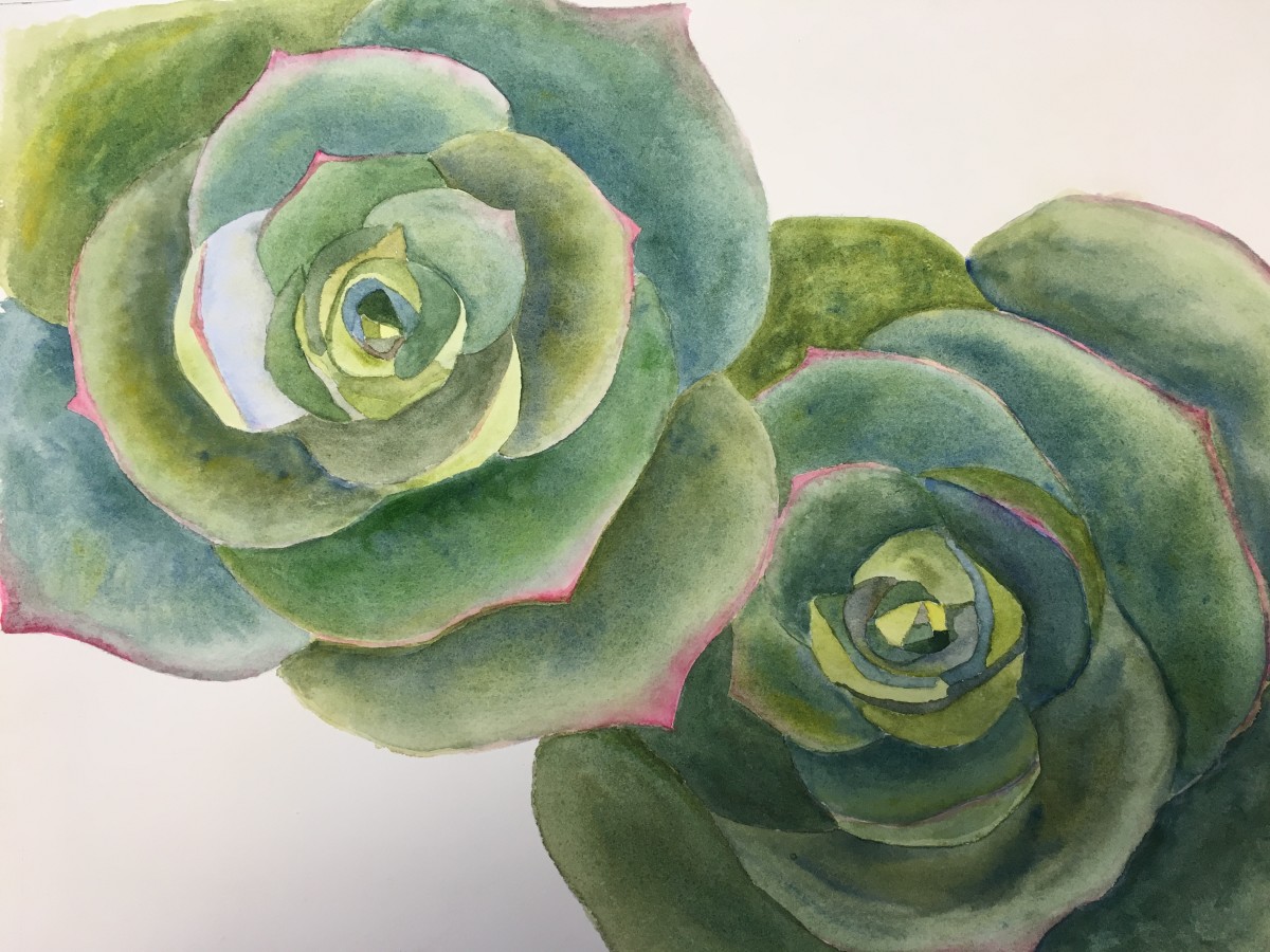 Echeveria ll by Ruth McMillin 
