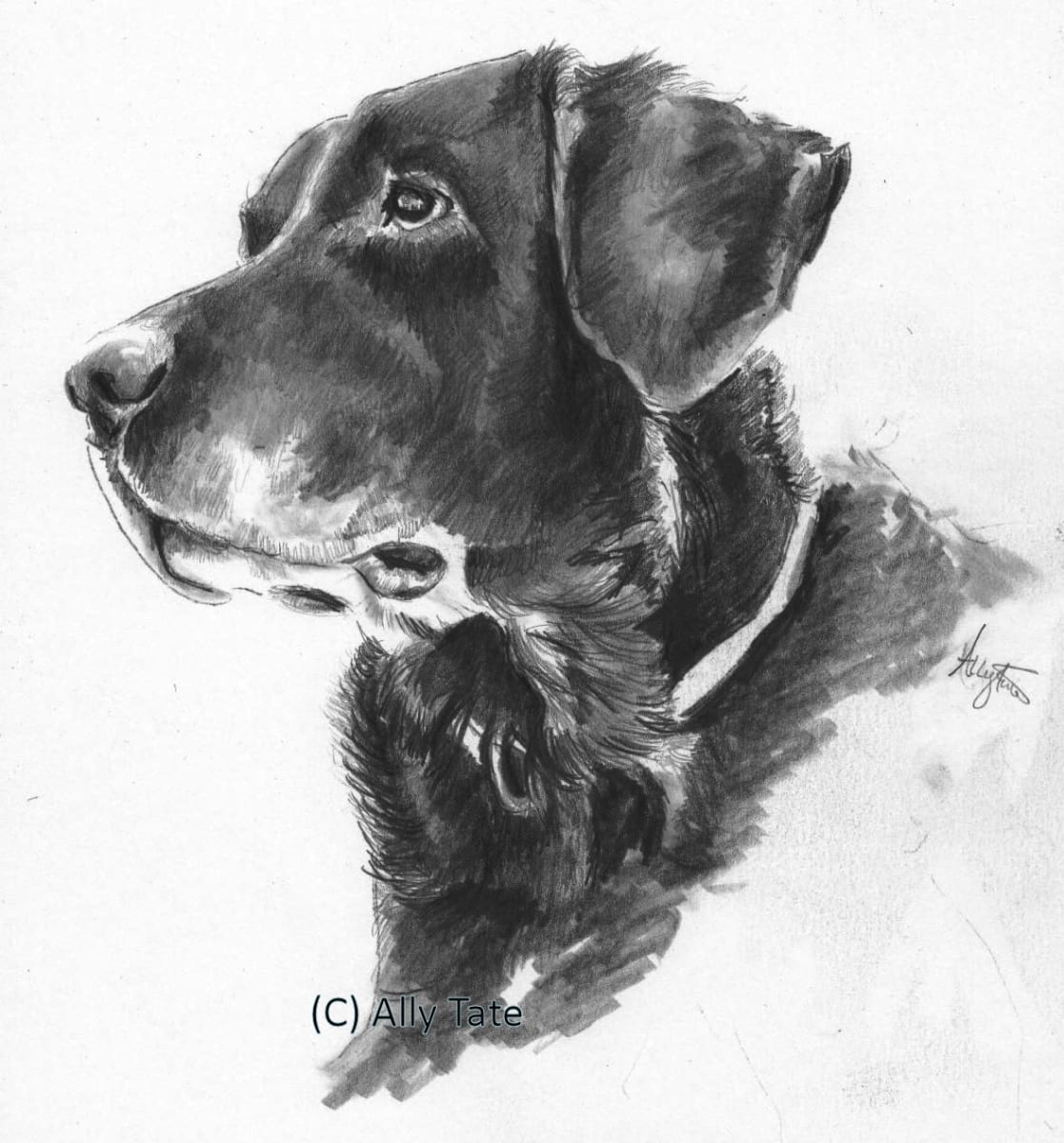 Black Labrador 