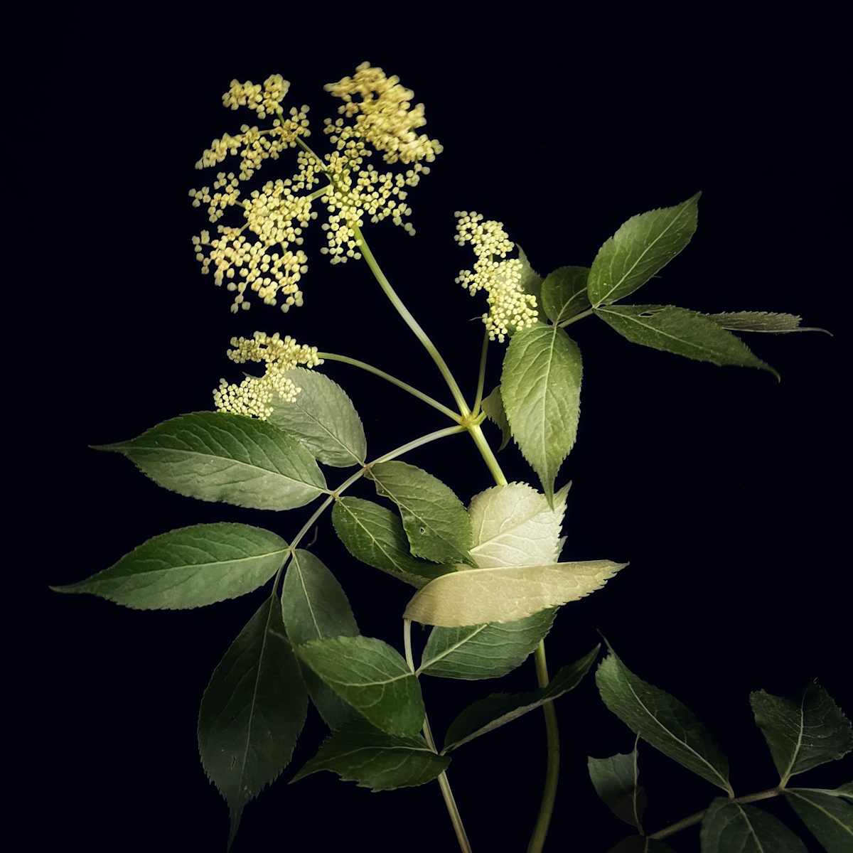 Goutweed by David Lang 