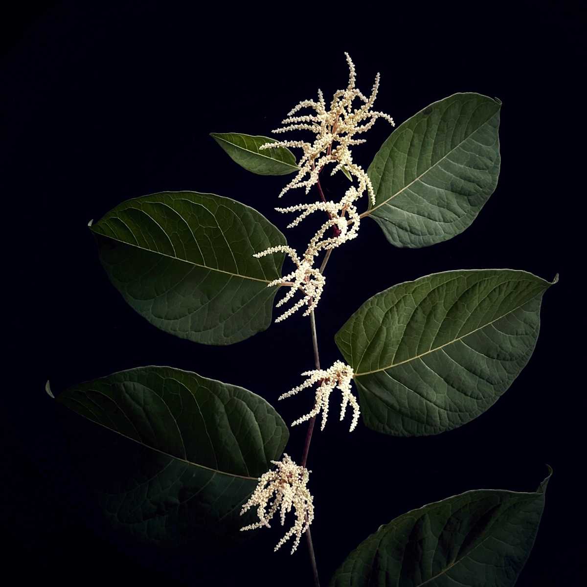 Japanese Knotweed by David Lang 