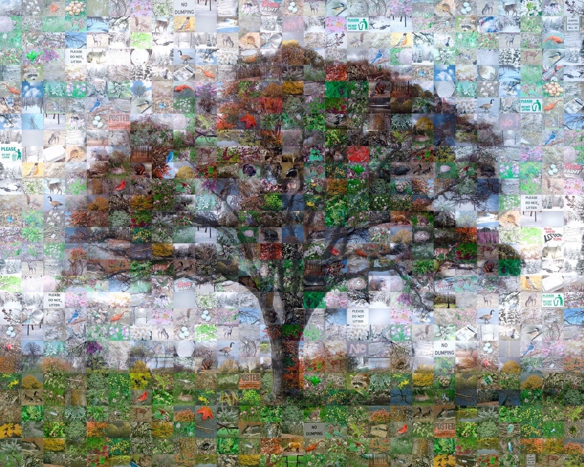 Tree of Life by Mary Close Oppenheimer  Image: Alt text long description: The image is a collage forming a large tree silhouette, comprising numerous smaller images. These smaller photographs depict various natural scenes, including wildlife, plants, and signs. The tree, standing prominently in the center, is created by overlapping these images, with darker pictures forming the trunk and branches, while lighter and more colorful images shape the leaves and background. The overall composition evokes a sense of environmental diversity and interconnectedness. The colorful array includes greens, blues, browns, and earth tones, enhancing the vividness and realism of the tree. Note: the alt text was written with support from the ASU Image Accessibility Creator AI tool. 