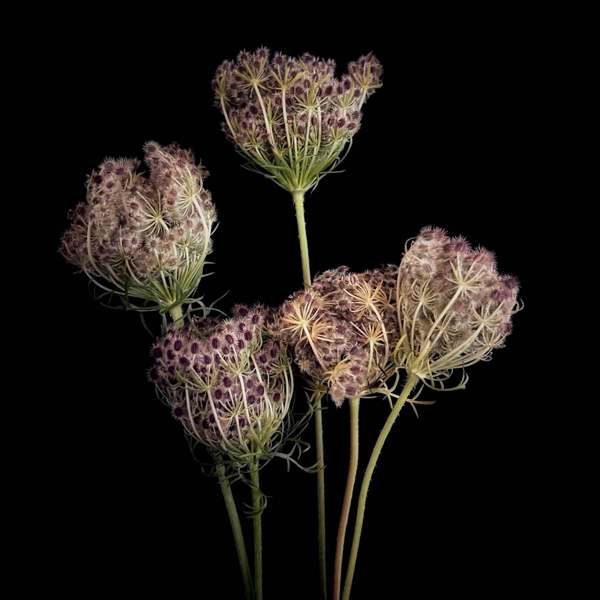 Wild Carrot by David Lang 