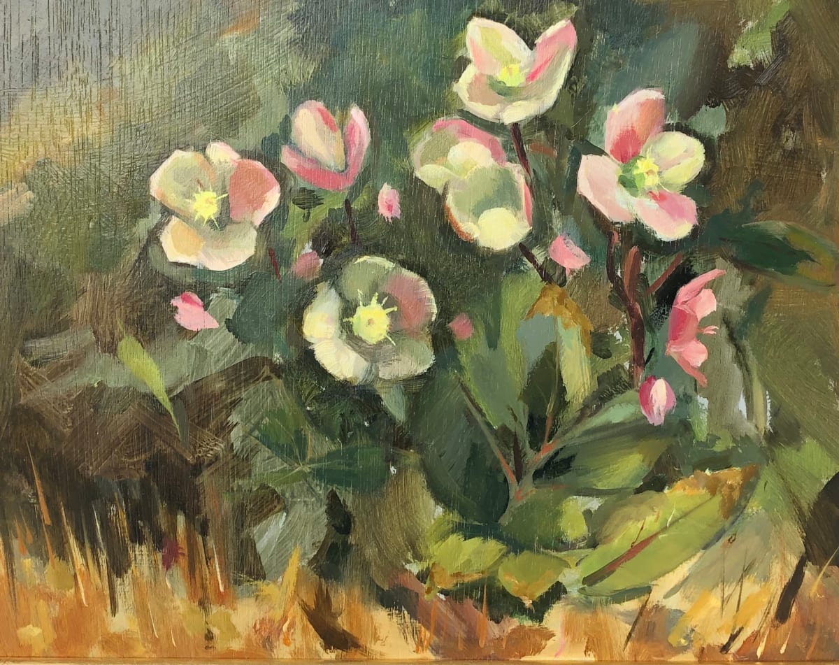 Lenten Roses 