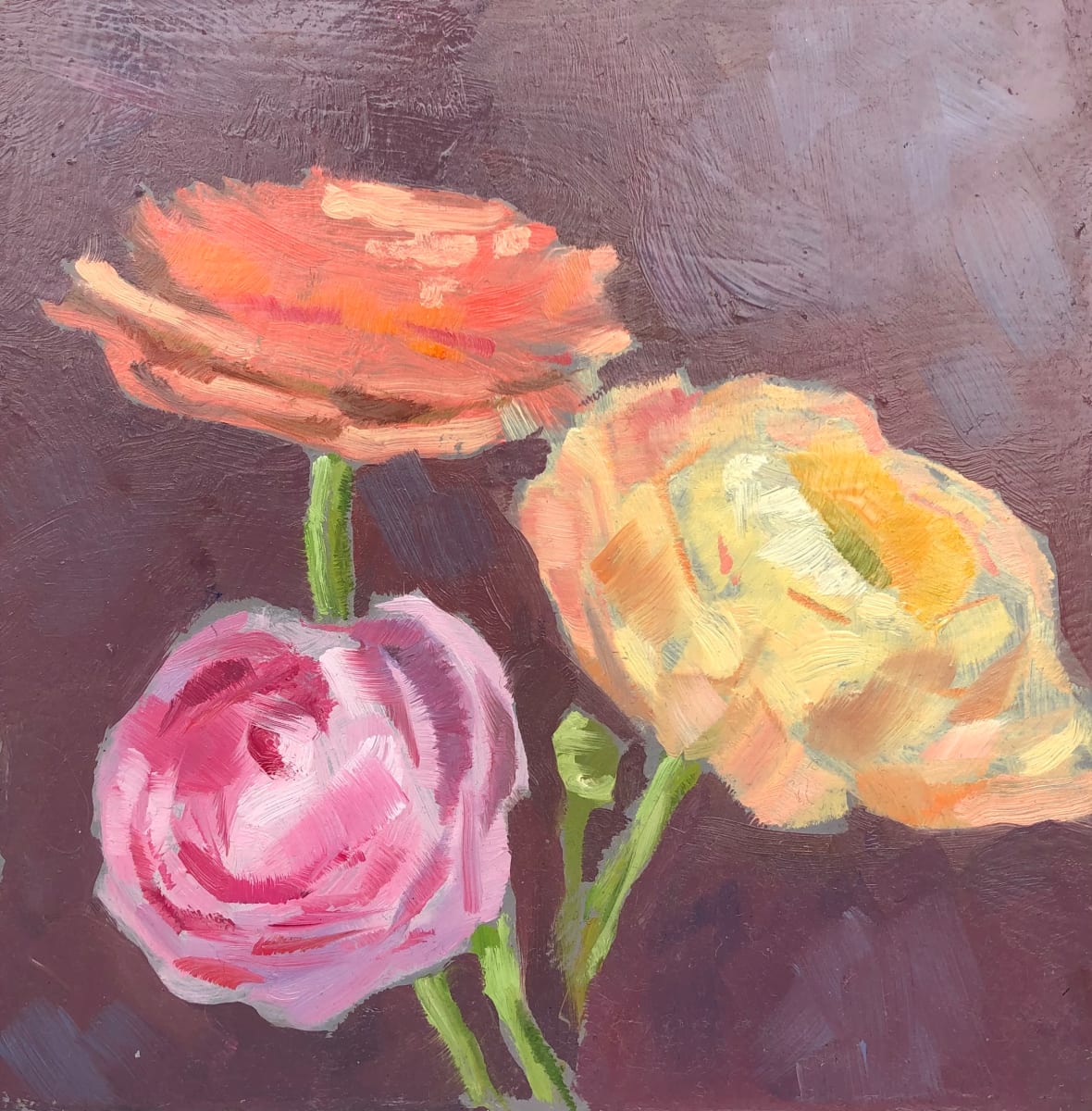 Ranunculus by Cary Galbraith 