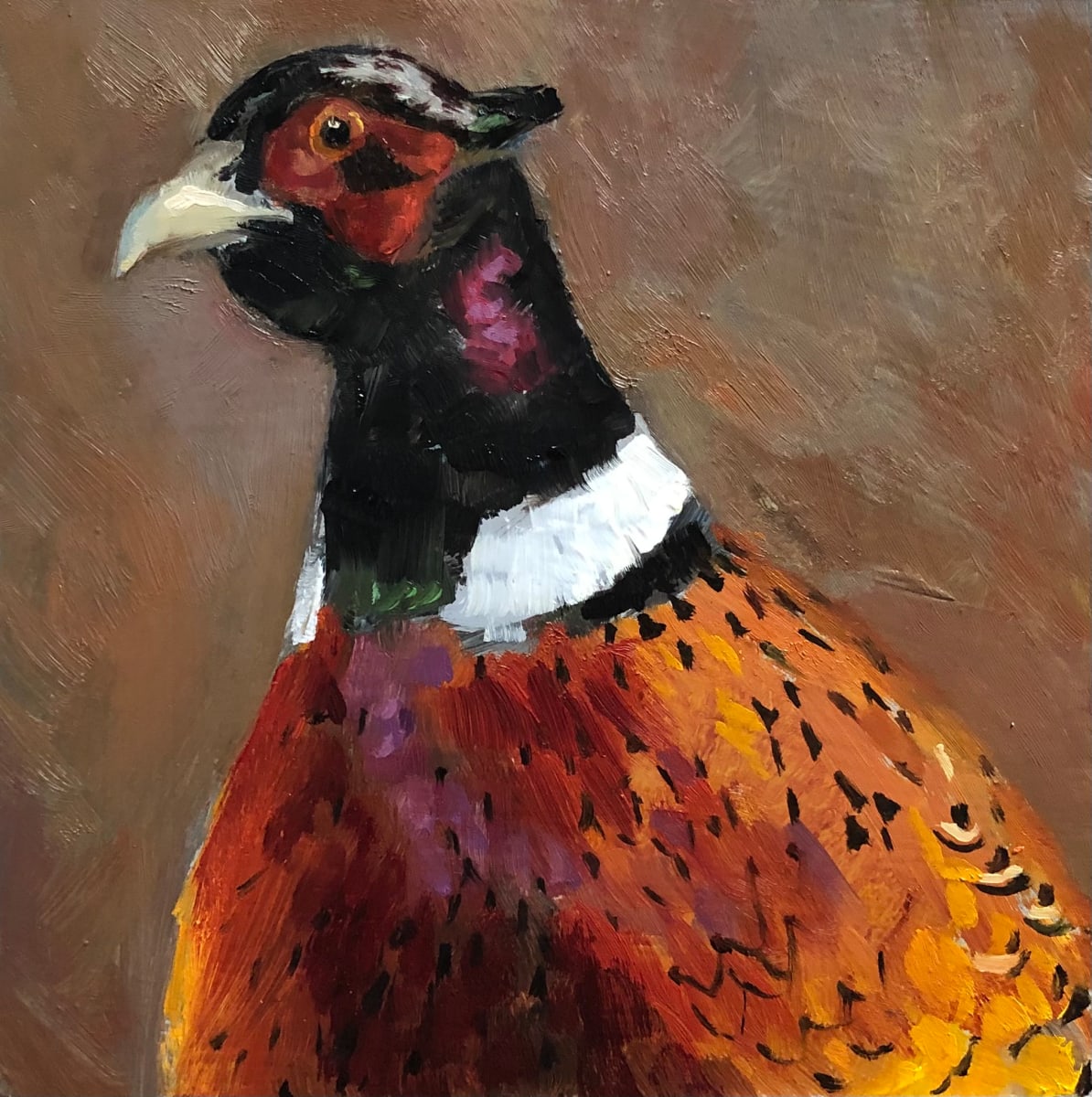 Ring Neck Pheasant 