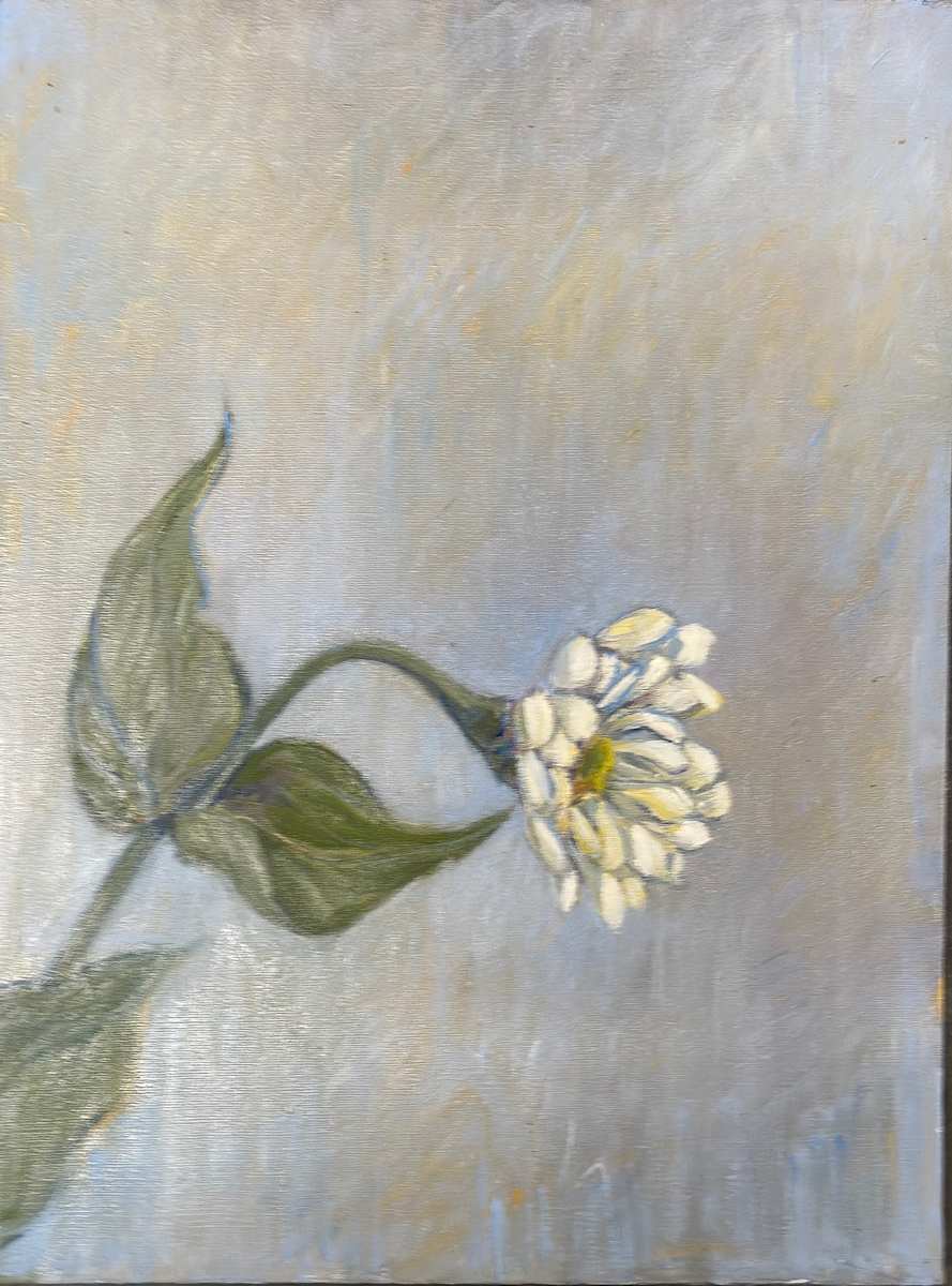 White Zinnia by Kenneth Showell 
