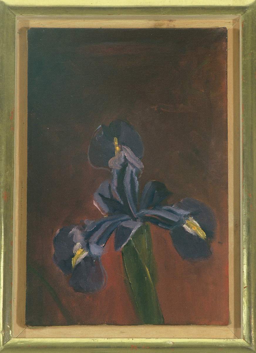 IRIS by Kenneth Showell 