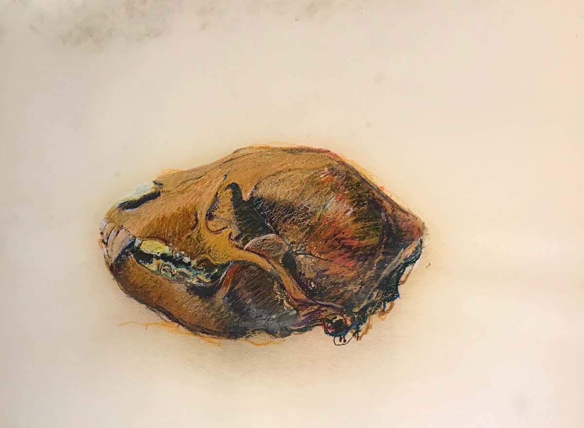 Pastel skull by Kenneth Showell 
