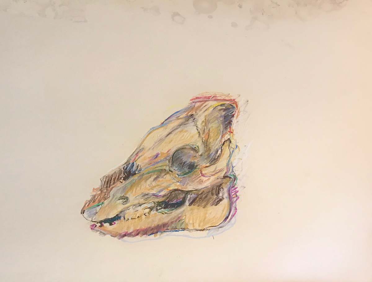 Pastel skull by Kenneth Showell 