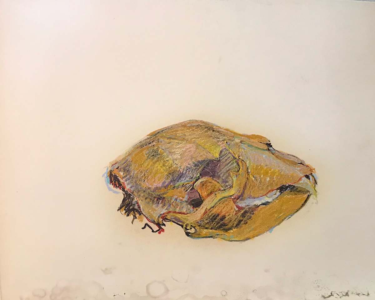 Pastel skull by Kenneth Showell 