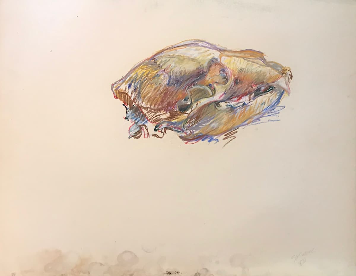 Pastel skull signed and dated 1980 by Kenneth Showell 