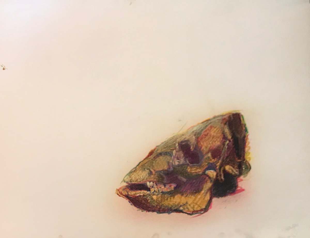 Pastel skull signed and dated 1980 by Kenneth Showell 