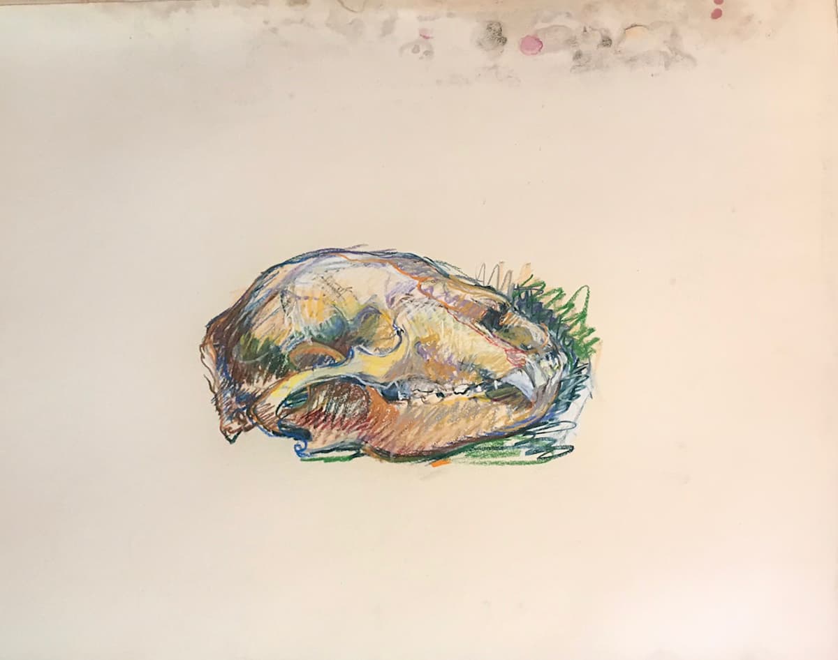 Pastel skull by Kenneth Showell 