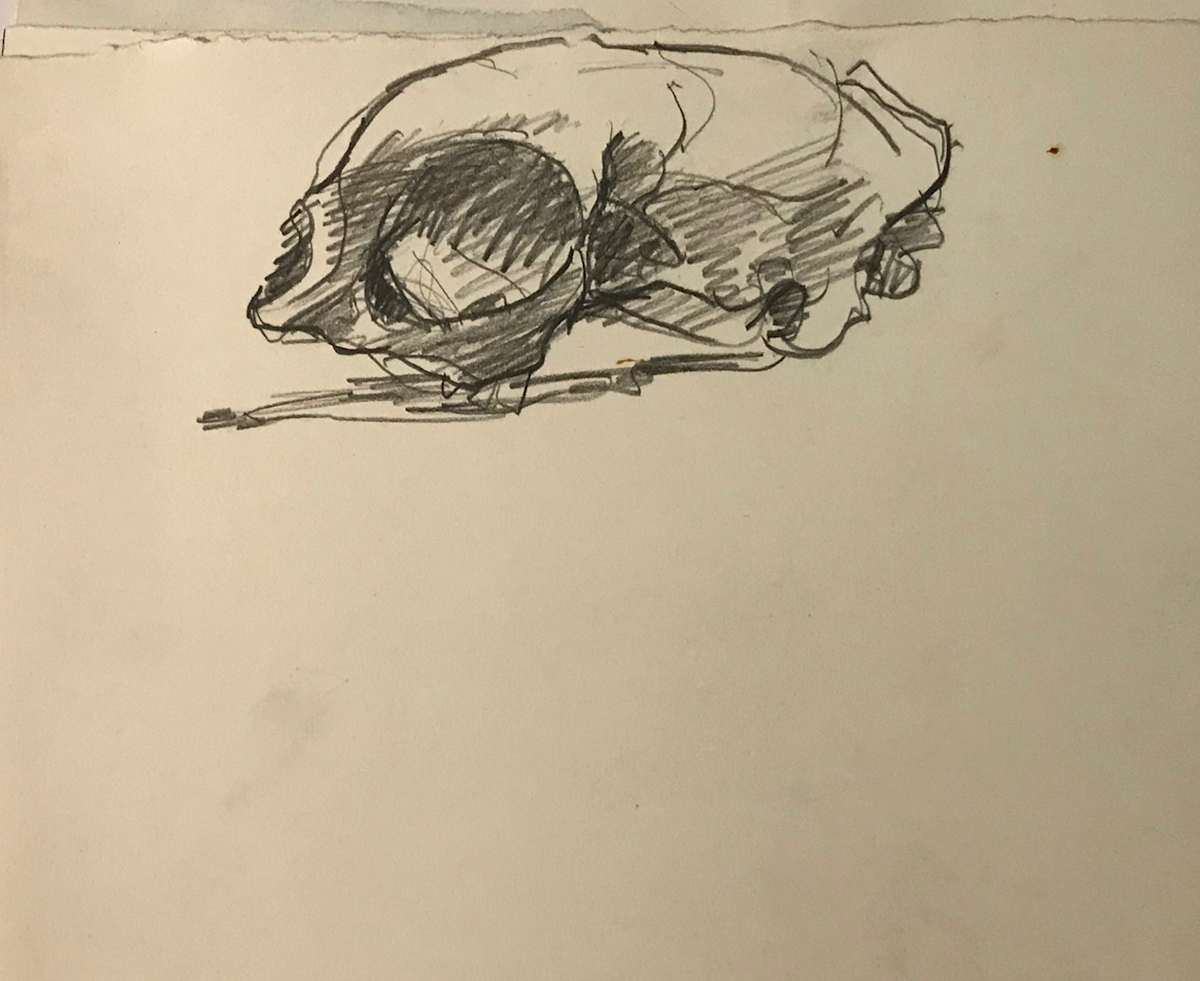 Pencil Skull by Kenneth Showell 