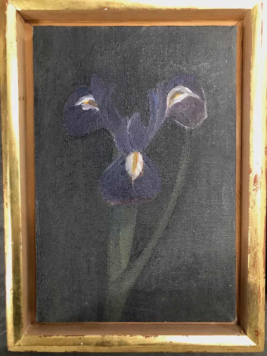 IRIS STANDARD PURPLE by Kenneth Showell 