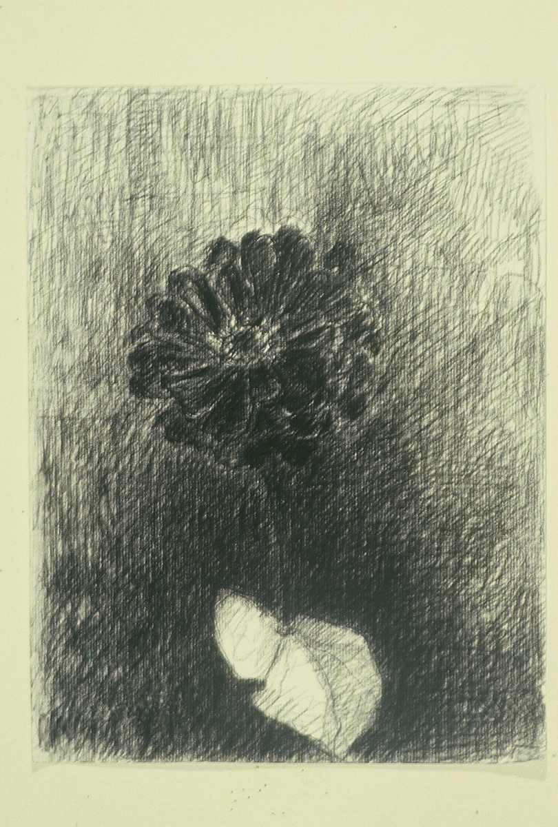 ZINNIA XIV by Kenneth Showell 