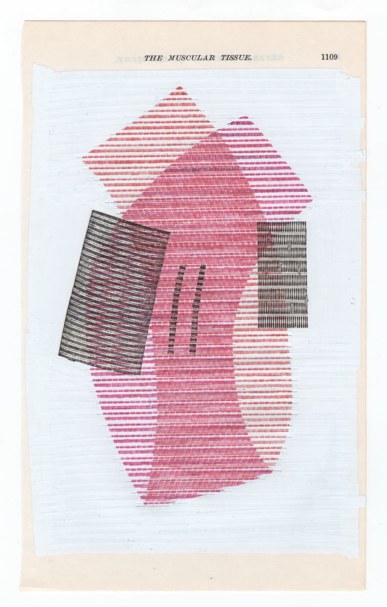 gray's anatomy: the muscular tissue 