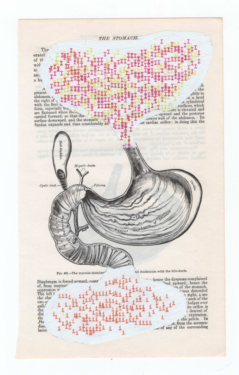 gray's anatomy: the stomach 