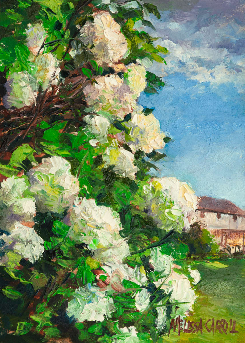 Backyard Snowball Bush by Melissa Carroll 