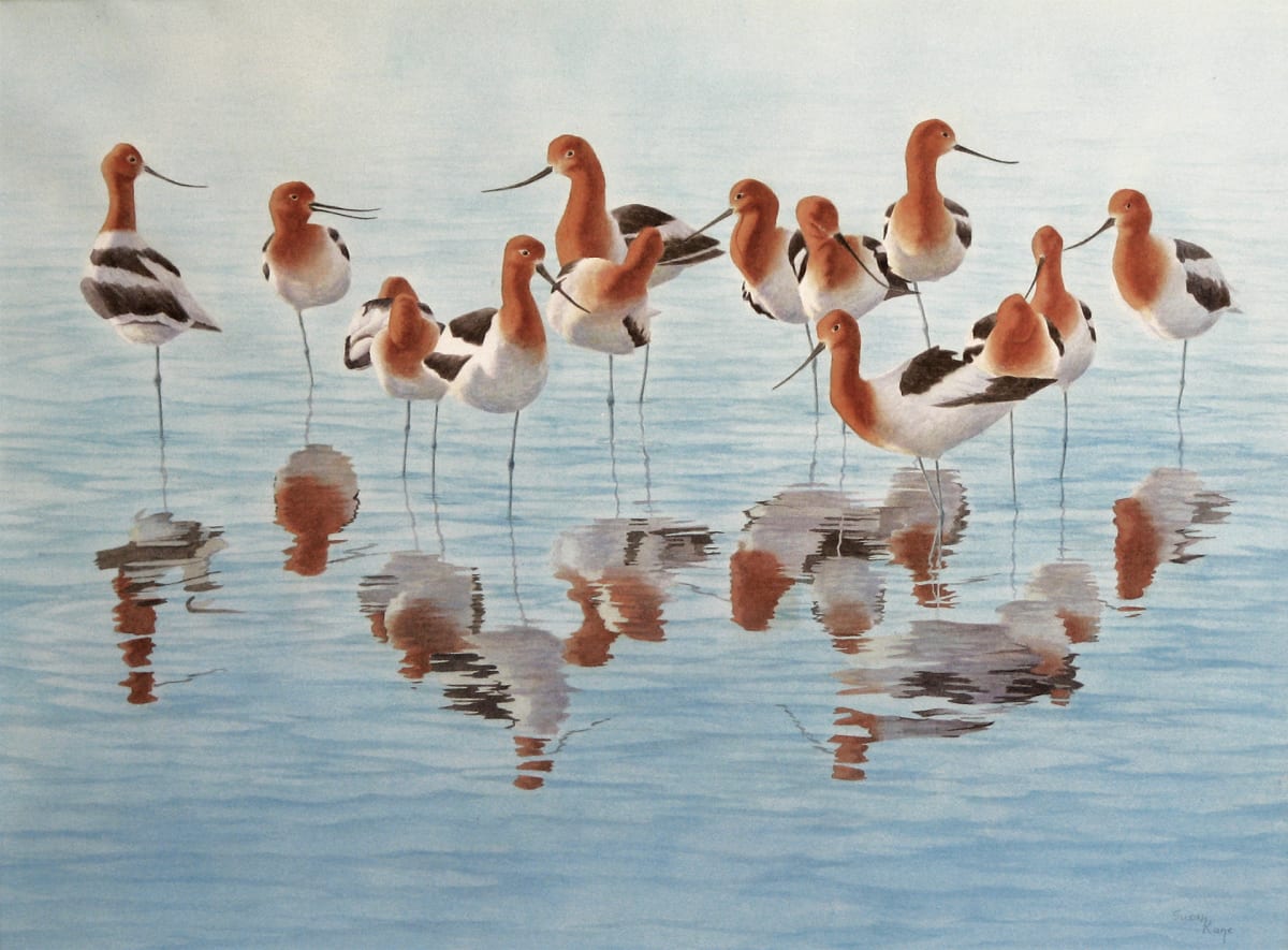 American Avocets by Susan Kane 