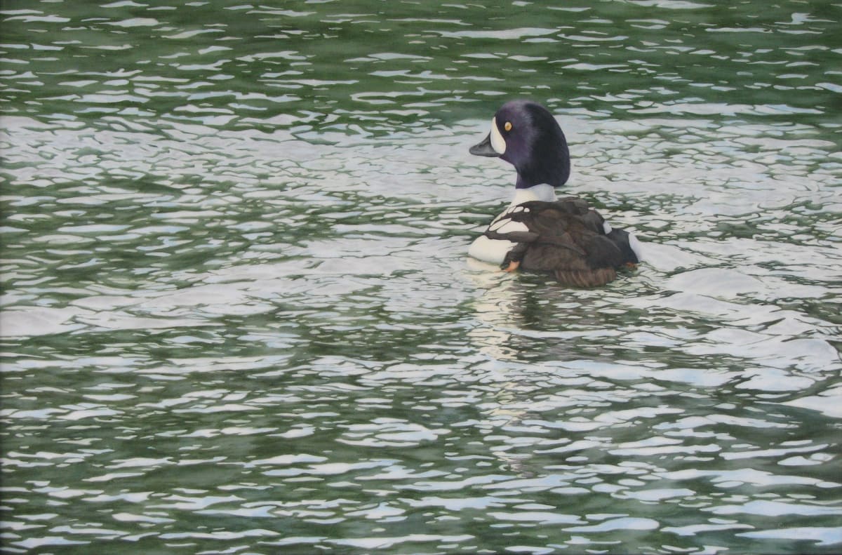 Barrow's Goldeneye by Susan Kane 