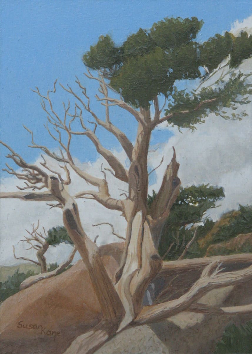 Bristlecone by Susan Kane 