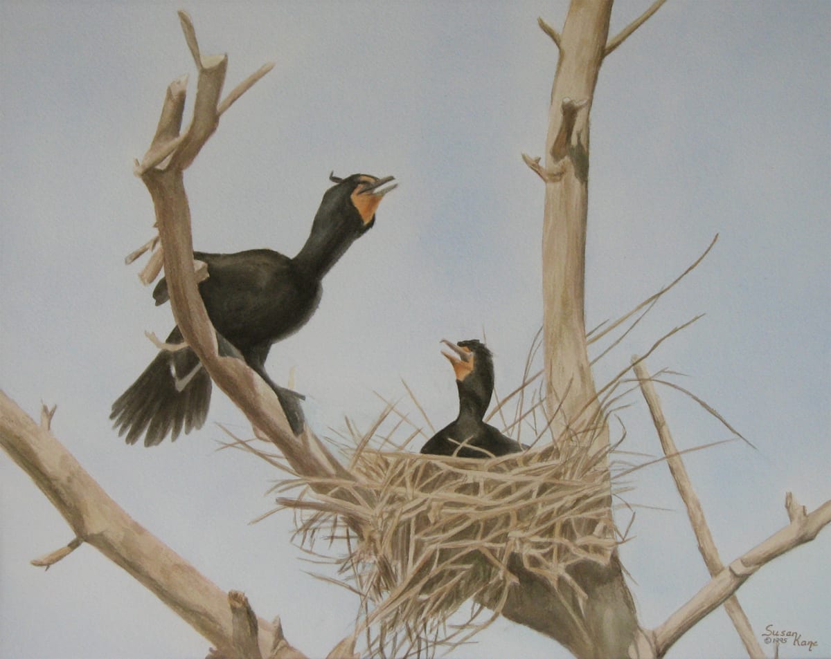 Cormorants by Susan Kane 