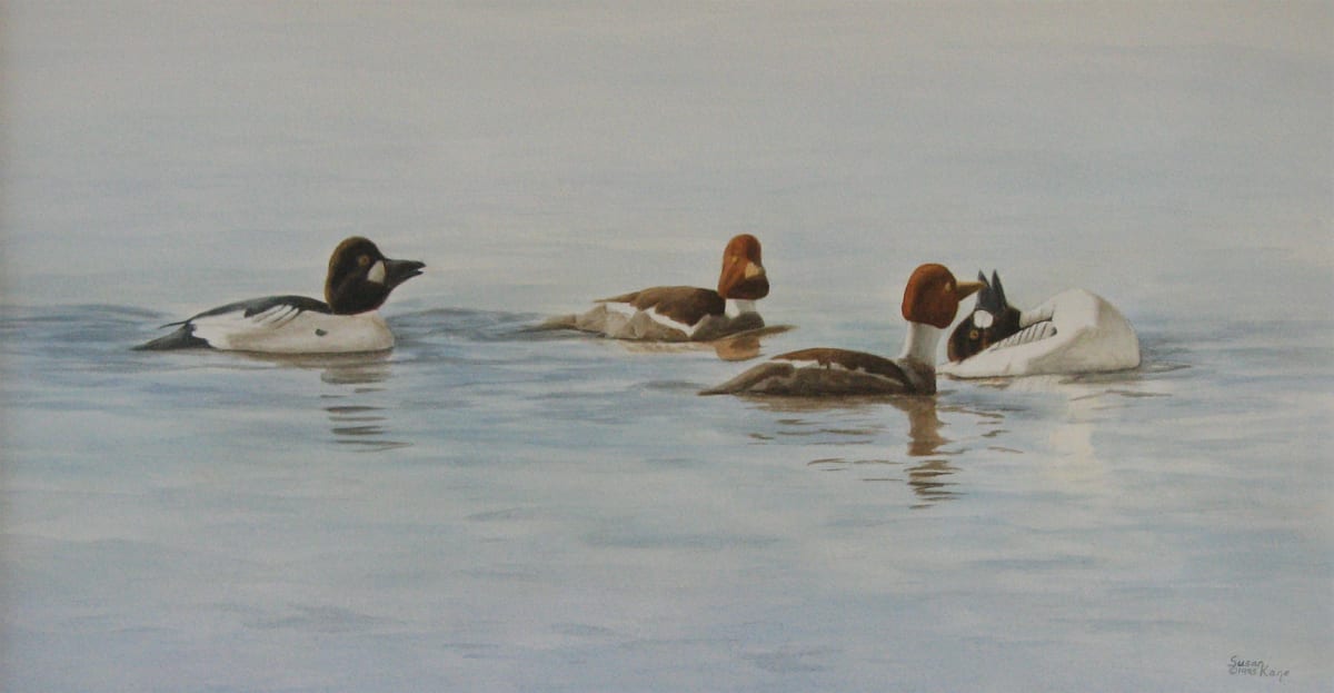 Courting Goldeneyes by Susan Kane 