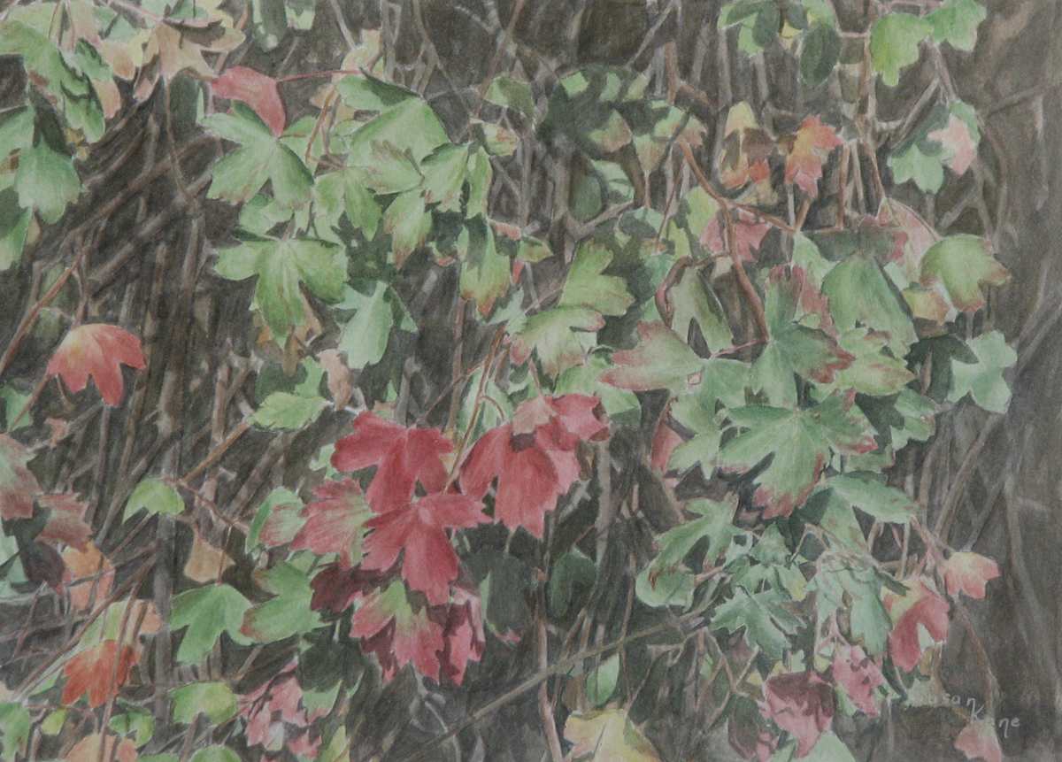Golden Currant by Susan Kane, Image 1.