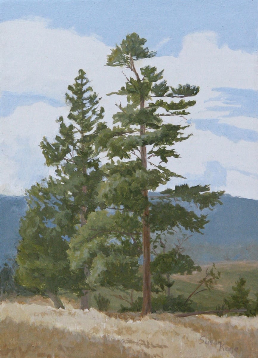 Rampart Range Pine by Susan Kane 