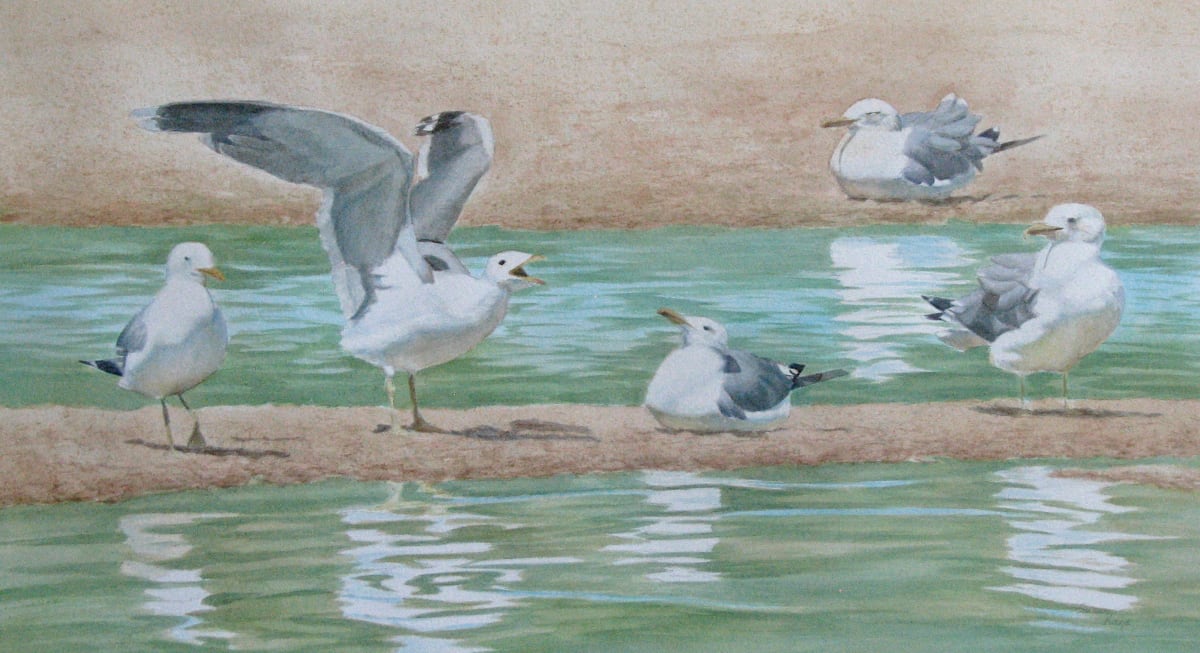 Ring-Billed Gulls by Susan Kane, Image 2.