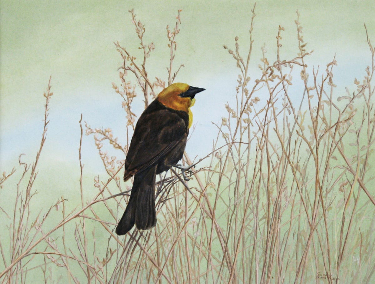 Yellow-Headed Blackbird by Susan Kane 