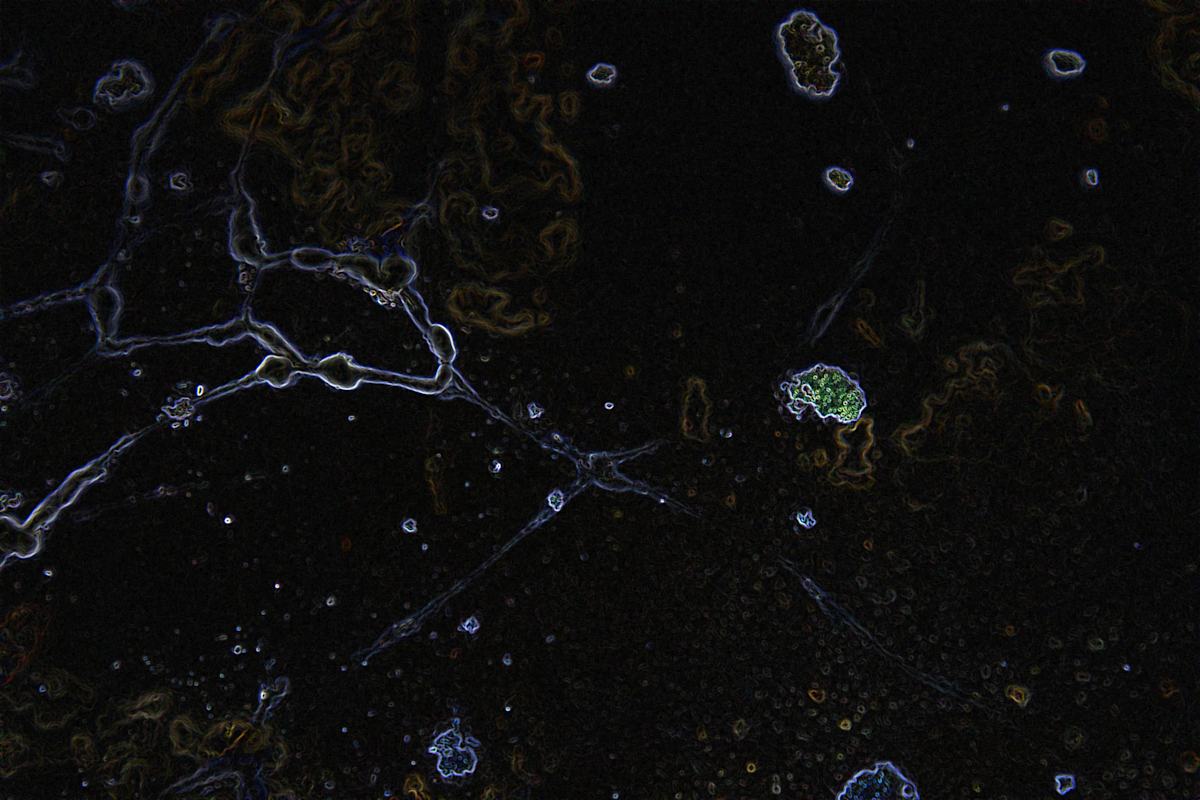viruses_7_yqvorz_9, Image 1.